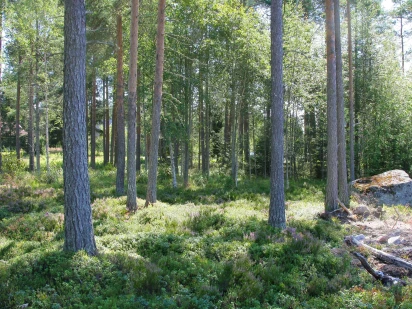 Skog